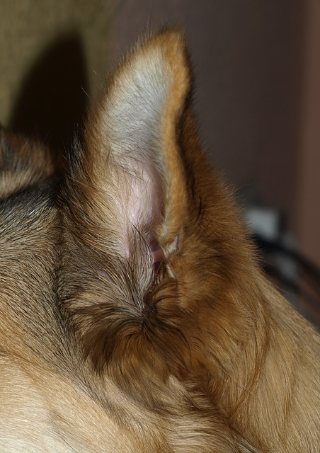 Cortés Estallar lucha 7 síntomas para identificar la otitis en los perros