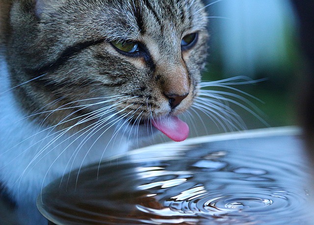 trucos para que nuestro gato beba más agua